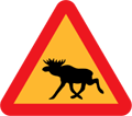 crazy elk